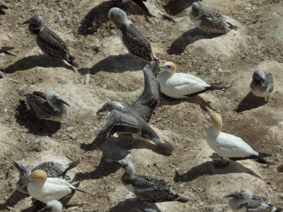 Gannets Up Close 7