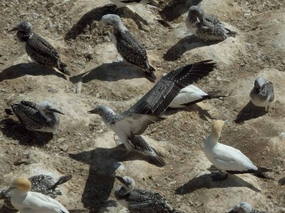 Gannets Up Close 8