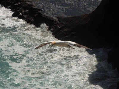 Flying Gannet 4