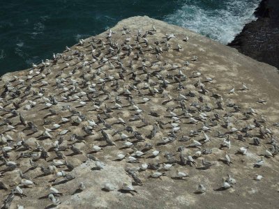 Gannets