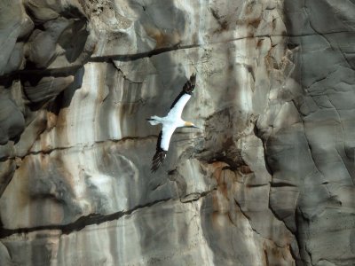 Flying Gannet 7