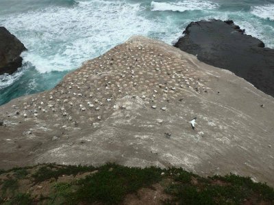 Muriwai Beach Gannets 4