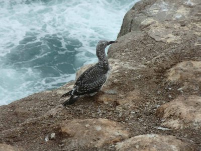 Muriwai Beach Gannets 5