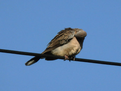 Spotted Dove 1