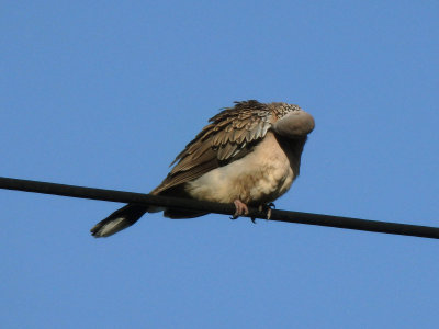 Spotted Dove 1