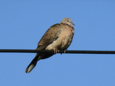 Spotted Dove 2