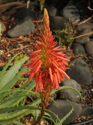 Aloe Claviflora 1