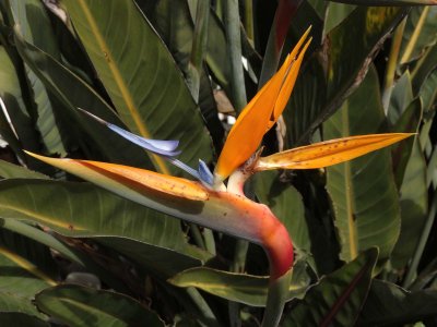 Bird of Paradise