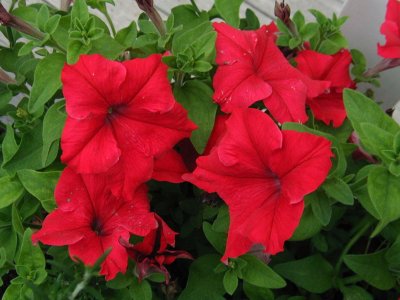 Red Blooms
