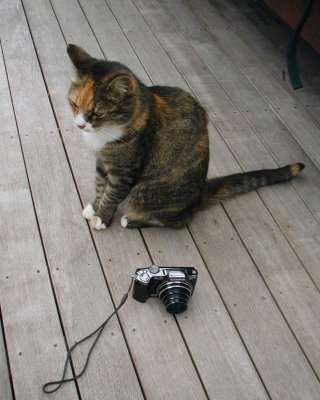 Cat and Camera on SmartMedia