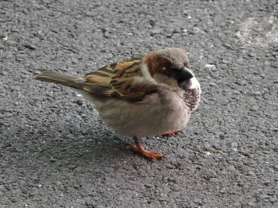 Sparrow