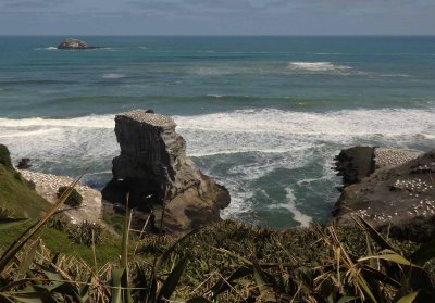 Muriwai Beach Gannets 1