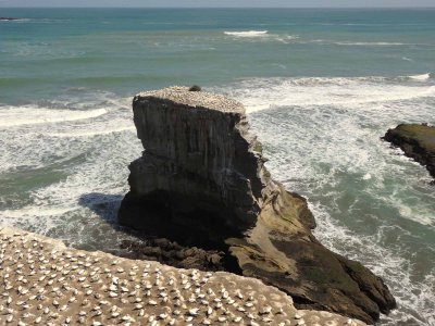 Muriwai Beach Gannets 2