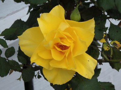 Yellow Rose 1