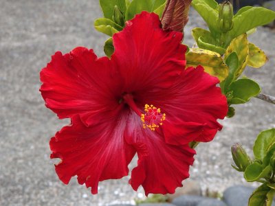 Red Hibiscus 1