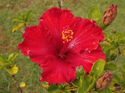 Red Hibiscus 2