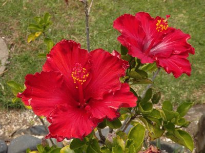 Red Hibiscus 3