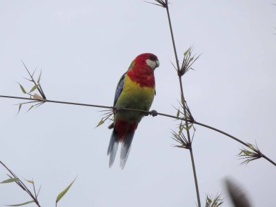 Eastern Rosella 3