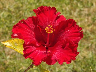 Red Hibiscus 4