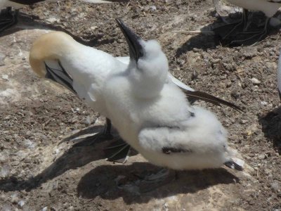 Gannets and Chicks 4