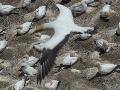 Gannet In Flight 4