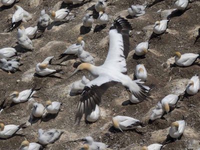 Gannet In Flight 6