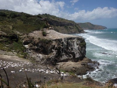 Gannet Colony 1