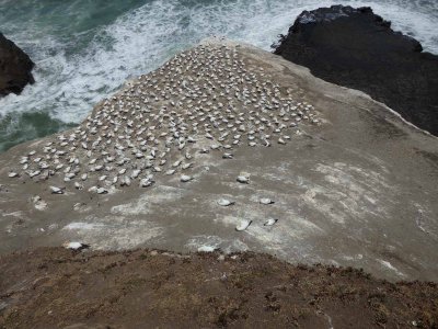 Gannet Colony 2
