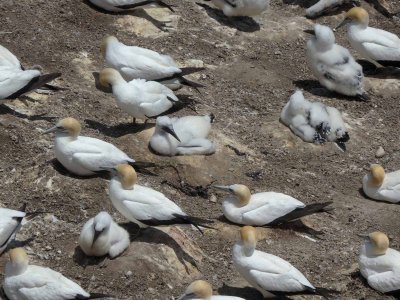 Gannets and Chicks 1