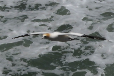 Gannet In Flight 1