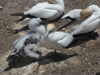 Gannets and Chicks 2