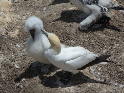 Gannets and Chicks 6