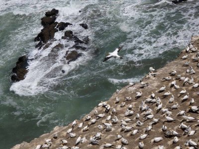 Gannet Colony 3