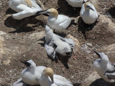 Gannets and Chicks 7