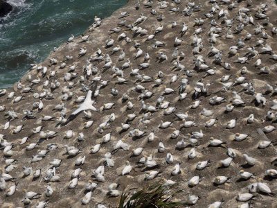 Gannet Colony 4