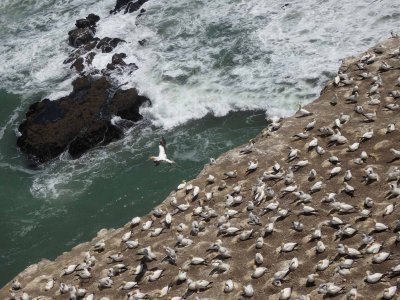 Gannet Colony 5