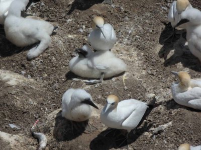 Gannets and Chicks 8