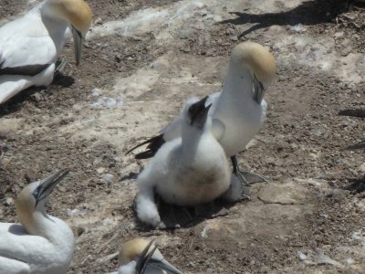 Gannets and Chicks 9