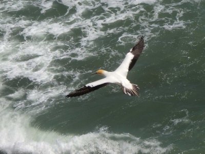 Gannet In Flight 5