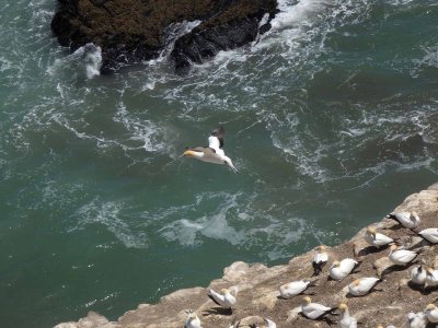 Gannet In Flight 10