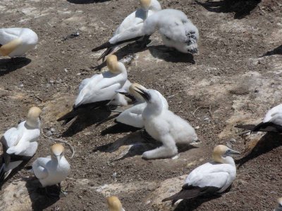 Gannets and Chicks 10