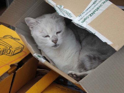 In the Box