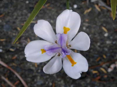 New Zealand Iris
