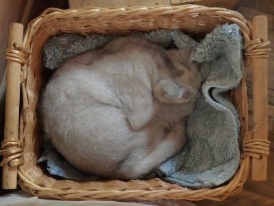 Lucky in the Basket
