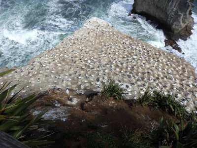 Southern Gannet Colony 1
