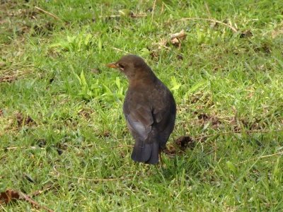 Blackbird Female
