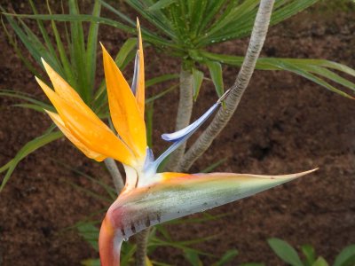 Bird of Paradise