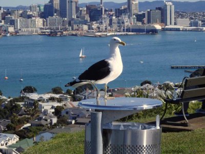 Black-backed Gull