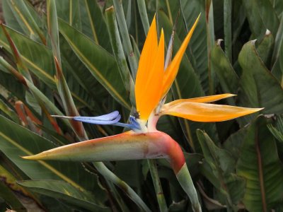 Bird of Paradise