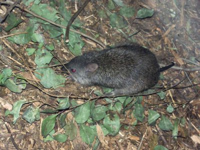 Antechinus 2